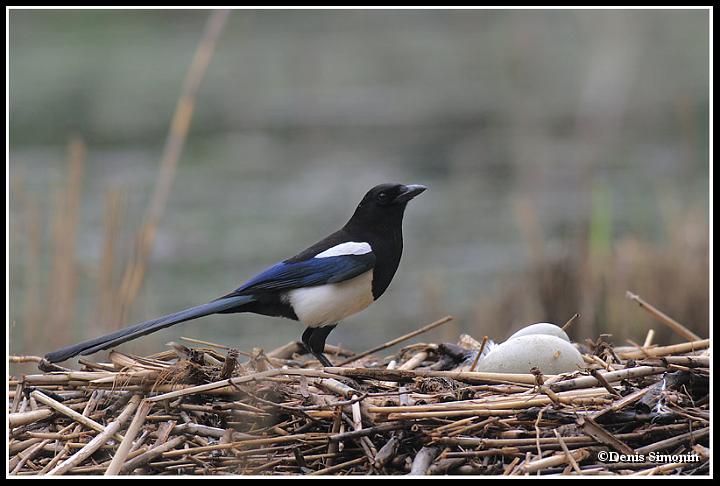 pie bavarde sur nid de cygnes